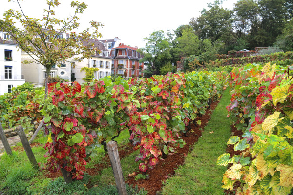 Vineyard of Montmartre