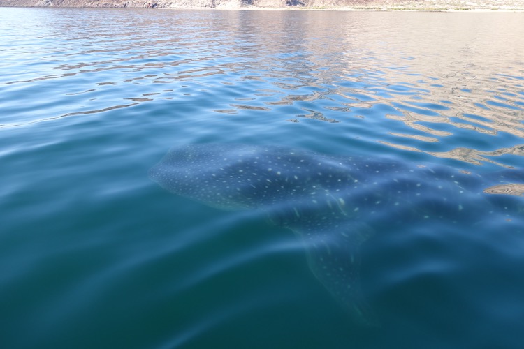 Image of whale shark in Bahia de Los Angeles a must on an epic Baja road trip